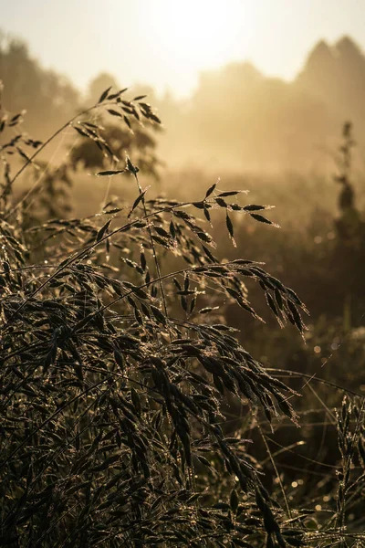 Schöne Morgenlandschaft Leichtem Nebel Und Der Sonne Grashalme Und Büsche — Stockfoto