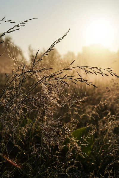Schöne Morgenlandschaft Leichtem Nebel Und Der Sonne Grashalme Und Büsche — Stockfoto