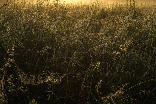 Schöne Morgenlandschaft Leichtem Nebel Und Der Sonne Grashalme Und Büsche — Stockfoto