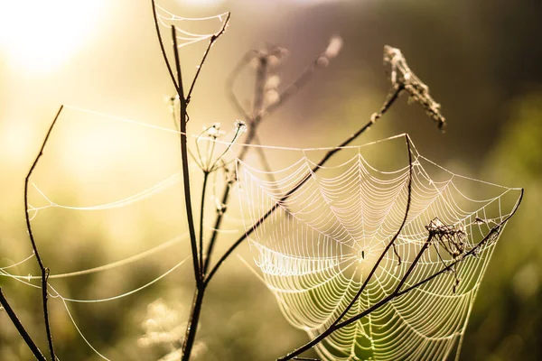 Telaraña Una Planta Sol Rocío Mañana Hermoso Fondo Para Diseño — Foto de Stock