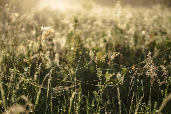 Schöne Morgenlandschaft Leichtem Nebel Und Der Sonne Grashalme Und Büsche — Stockfoto