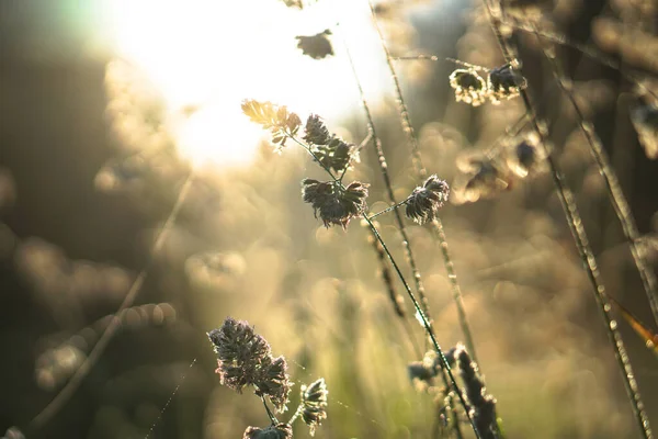 Beautiful Morning Landscape Light Fog Sun Blades Grass Bushes Glow — Stock Photo, Image