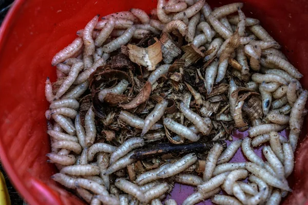 Maggots for the fisherman in boxes on the grass and twigs near the river. White worms in a jar. Food for fish and river animals. Background for fishing
