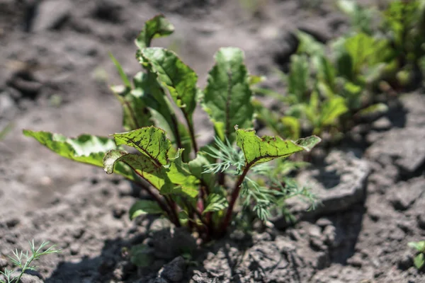 Campo Cultivo Plantado Terra Fértil Sector Agrícola Comida Solo Preto — Fotografia de Stock