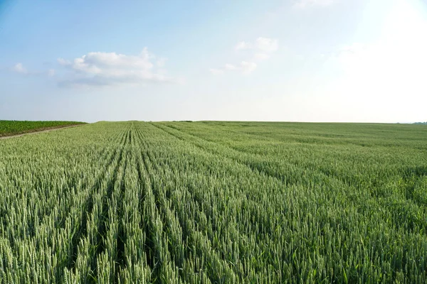 Ausgesätes Feld Mit Weizen Und Getreide Stacheln Aus Gerste Und — Stockfoto