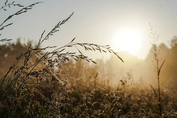 Beautiful Morning Landscape Light Fog Sun Blades Grass Bushes Glow Stock Image