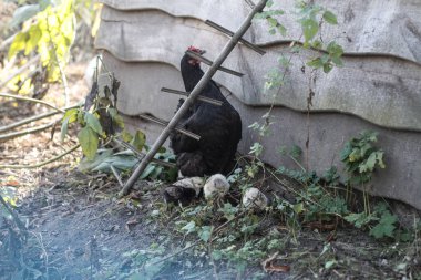 Köyde doğa yürüyüşü yapan bir tavuk. Çiçekler ve çalıların arasında, çiftlik hayvanları. Tasarım için stok fotoğrafı