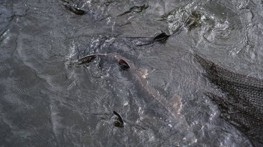 Sturgeon balıkçı ağına yakalanmış. Balıkçılık ve balık avlama. Yiyecek endüstriyel ölçekte geri çekiliyor. Tasarım için stok arkaplanı.