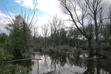 Doğanın arka planına karşı suda kurumuş ağaçlar. Bitkilerin öldüğü korkunç bir yer. Tasarım için stok fotoğrafı