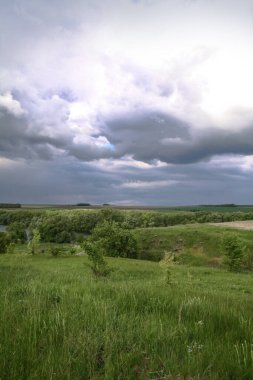 Doğanın güzel yaz manzarası. Yeşil çimenler ve tepeli ağaçlar. Tasarım için stok fotoğrafı