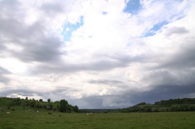 Alplerdeki bir dağ otlağında bir grup inek. Dağlarda hayvanlarla dolu güzel bir manzara. Stok fotoğraf arkaplanı