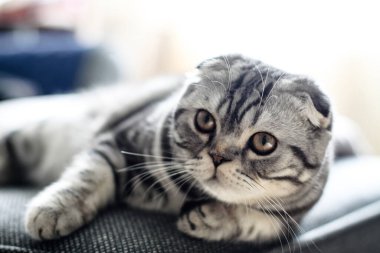 Güzel evcil hayvan şakacı görünümlüdür. İskoç kedisi öğleden sonra oynar. Stok fotoğraf arkaplanı