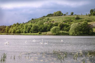 Güzel bir nehir manzarası ve tepelerin arkasında kuğular. Avrupa 'daki ekolojik bölgede bir göl. Tasarım için resim stoku.