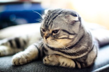 Güzel evcil hayvan şakacı görünümlüdür. İskoç kedisi öğleden sonra oynar. Stok fotoğraf arkaplanı
