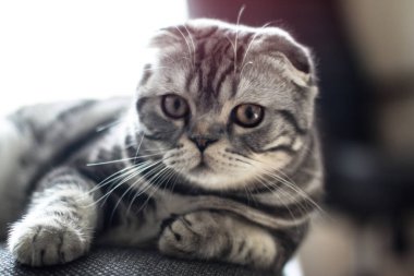 Güzel evcil hayvan şakacı görünümlüdür. İskoç kedisi öğleden sonra oynar. Stok fotoğraf arkaplanı