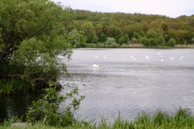 Güzel bir nehir manzarası ve tepelerin arkasında kuğular. Avrupa 'daki ekolojik bölgede bir göl. Tasarım için resim stoku.