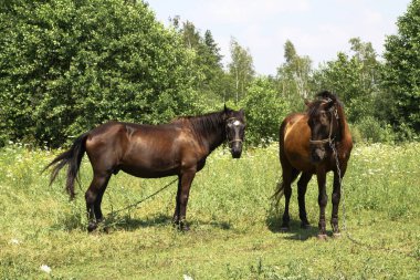 Köyün otlağında güzel bir yarış atı. Ormanın yakınında at var. Tasarım için stok arkaplanı