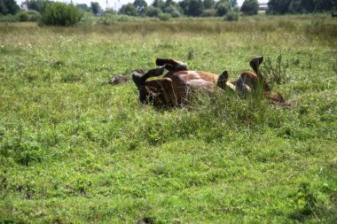 Köyün otlağında güzel bir yarış atı. Ormanın yakınında at var. Tasarım için stok arkaplanı