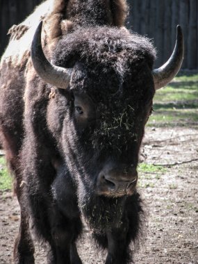 Bizon, rezervlerin büyük çitlerinin yanında. Vahşi hayvan vahşi doğada güç ve istikrarın sembolüdür. Stok fotoğraf arkaplanı