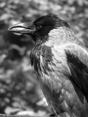 Kuzgun bir kutunun ve dalların üzerinde oturuyor. Bir kuşla karanlık, kasvetli bir fotoğraf. Stok fotoğraf arkaplanı.