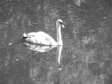 Gölde güzel beyaz bir kuğu. Büyük bir kuş nehirde yüzer. Tasarım için stok fotoğrafı.