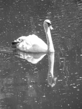 Gölde güzel beyaz bir kuğu. Büyük bir kuş nehirde yüzer. Tasarım için stok fotoğrafı.