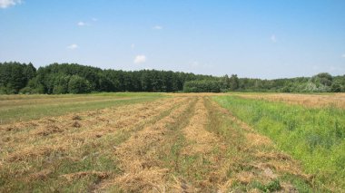 Güneşli bir günde tarlada saman biçtim. Kış için hayvanlar için yiyecek topluyorum. Stok fotoğraf arkaplanı.