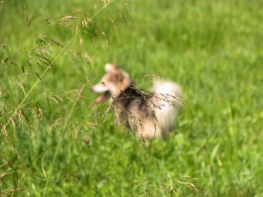 Evin yakınındaki doğada sevimli bir hayvan. Evsiz zavallı köpek sokakta oynuyor ve kameraya bakıyor. Tasarım için stok fotoğrafı