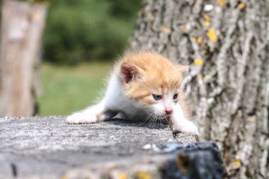 Yeni doğmuş kediler doğada oynar. Doğada ilk kez genç yaşta annesiz bir kedi yavrusu. Tasarım için güzel stok arkaplanı.