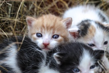 Yeni doğmuş kediler doğada oynar. Doğada ilk kez genç yaşta annesiz bir kedi yavrusu. Tasarım için güzel stok arkaplanı.