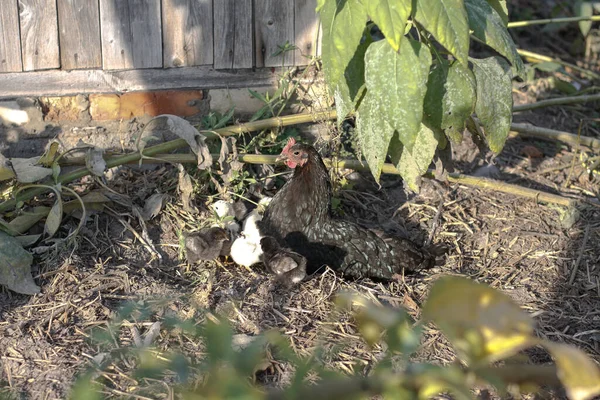 시골에서 산책하는 닭고기에요 사이에 가축들 사이에 설계를 Stock Photo — 스톡 사진