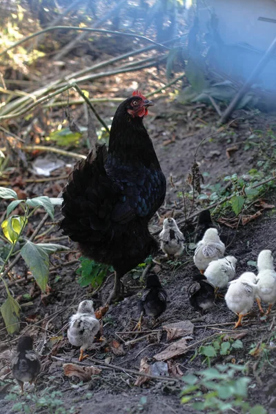 Csirke Egy Séta Természetben Faluban Virágok Bokrok Között Haszonállatok Készlet — Stock Fotó