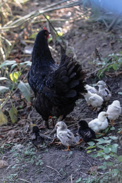 Frango Com Passeio Natureza Aldeia Entre Flores Arbustos Animais Fazenda — Fotografia de Stock