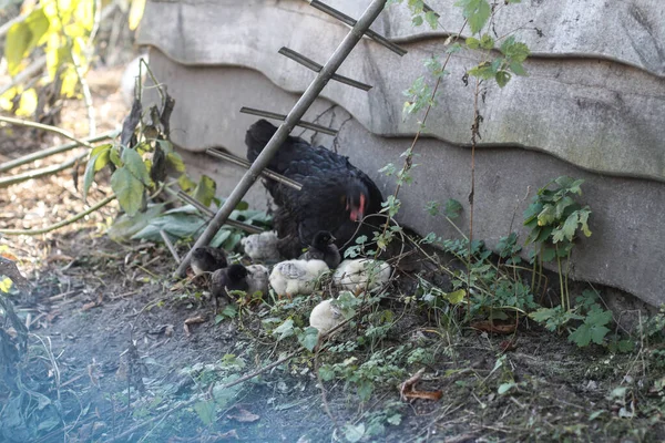 Poulet Avec Une Promenade Dans Nature Dans Village Parmi Les — Photo