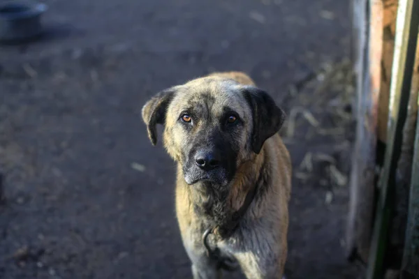 Mignon Animal Compagnie Sur Nature Près Maison Pauvre Chien Sans — Photo