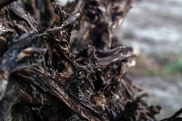 Beau Fond Décoratif Avec Bois Flotté Ruiné Bois Image Inhabituelle — Photo