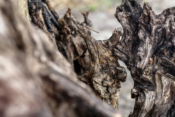 Vakker Dekorativ Bakgrunn Med Ruinert Drivved Tre Uvanlig Bilde Stump – stockfoto