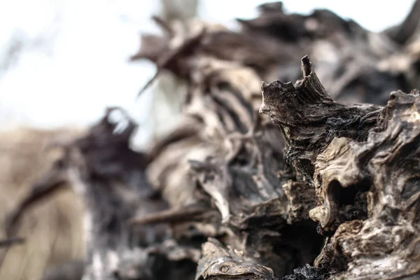Schöne Dekorative Hintergrund Mit Einem Holz Ruiniert Treibholz Ungewöhnliches Bild — Stockfoto
