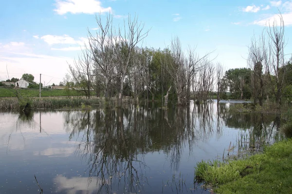 Árboles Secos Agua Contra Telón Fondo Naturaleza Una Tierra Terrible —  Fotos de Stock