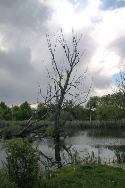 自然を背景に水の中の乾燥した木 植物が死ぬ恐ろしい土地 デザインのためのストックフォト — ストック写真