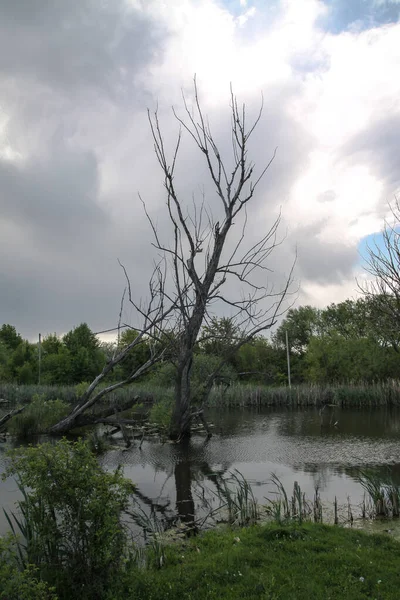 Dry Trees Water Backdrop Nature Terrible Land Plants Die Stock — Stock Photo, Image