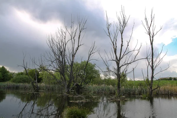 Árboles Secos Agua Contra Telón Fondo Naturaleza Una Tierra Terrible —  Fotos de Stock