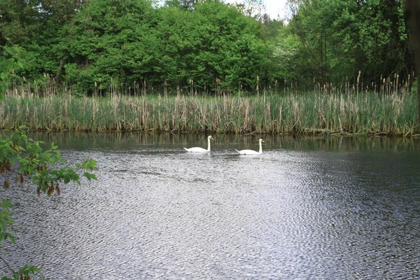美しい川や丘の背景に白鳥と風景 ヨーロッパの生態圏内の湖 デザインのためのストック画像 — ストック写真