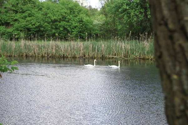 美しい川や丘の背景に白鳥と風景 ヨーロッパの生態圏内の湖 デザインのためのストック画像 — ストック写真