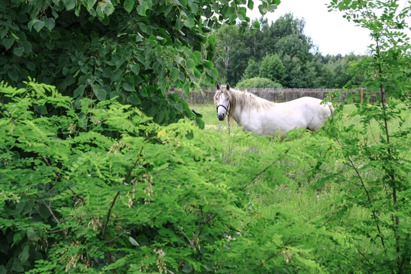 村里的牧场上有一匹漂亮的赛马 森林附近的大自然中的马 设计的库存背景 — 图库照片