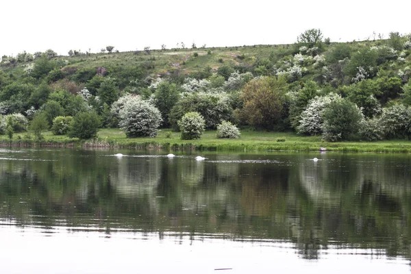 Landskap Med Vacker Flod Och Svanar Bakgrund Kullar Sjön Den — Stockfoto