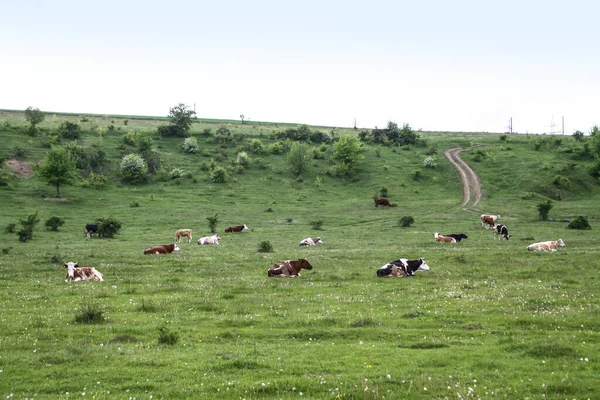 Корів Гірському Пасовищі Альпах Чудовий Краєвид Альпійських Горах Тваринами Фото — стокове фото