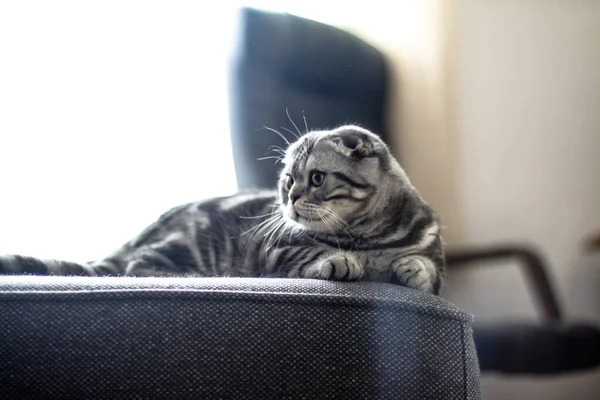 Vackra Husdjur Lekfullt Ser Scottish Fold Katt Leker Eftermiddagen Lagerfoto — Stockfoto