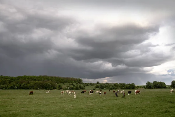 Grupo Vacas Pasto Montanha Nos Alpes Bela Paisagem Nas Montanhas — Fotografia de Stock