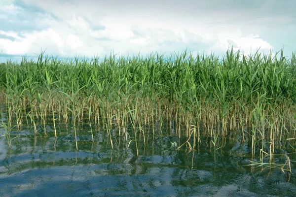 Prachtig Spiegelmeer Met Groen Riet Een Beetje Regen Motregoot Valt — Stockfoto